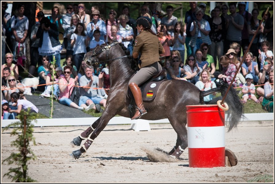 Pferd International 113